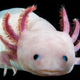 Axolotls are aquatic salamanders with extraordinary regenerative abilities.